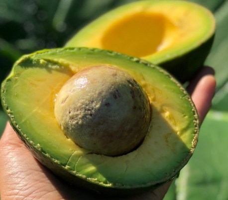 aguacate.jpg